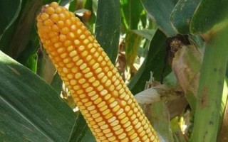 惠育618玉米種子特征特性，適宜在肥力中上等的地塊種植