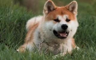 狗頓頓吃肉有何危害，會影響口腔健康和骨骼形成