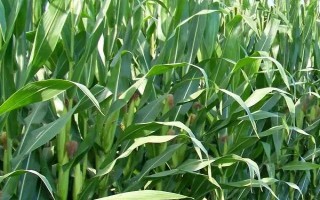 東裕33玉米種子特征特性，注意防治粘蟲和玉米螟