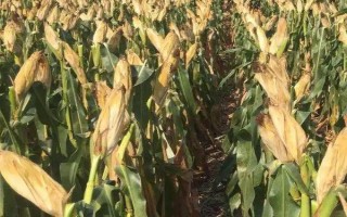 長單43號玉米種子介紹，畝留苗密度3500株左右