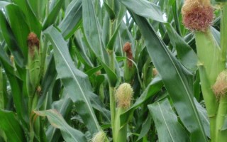 WT2788玉米種子特征特性，中抗大斑病