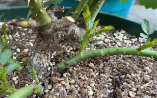 月季花壓條繁殖的方法，選擇1-2年時間的枝條進行