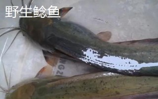 野生鯰魚與養(yǎng)殖鯰魚有什么區(qū)別，體色、胡須和味道均不同
