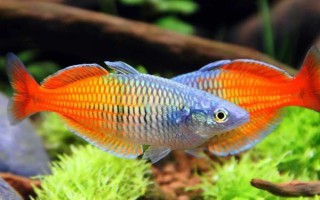熱帶魚水渾濁怎么辦，需要給它適當(dāng)換水