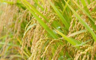 乾兩優(yōu)馥香占水稻種子特點，中稻4月中旬至5月中旬播種
