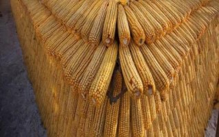 桂糯969玉米種子特征特性，該品種株型平展
