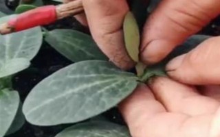 西瓜的嫁接砧木要注意什么，需具備抗病能力、適應(yīng)能力與親和性
