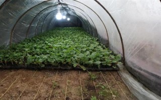 夏季蔬菜育苗要注意什么，及時(shí)分苗間苗可讓秧苗更粗壯