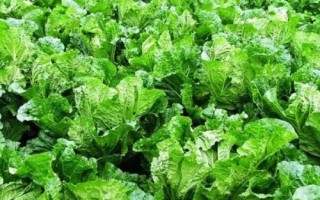 大白菜的病害防治技術(shù)，不同病害的防治方法不同