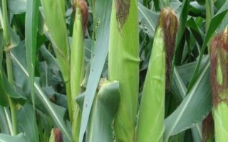 中興11玉米品種簡(jiǎn)介，適宜在肥力中上等的地塊種植