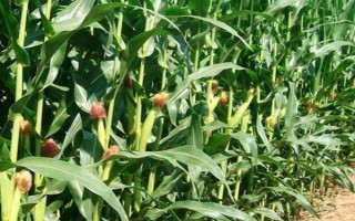 春玉米的巧種植方法，推廣種植密度每畝4000-4500株