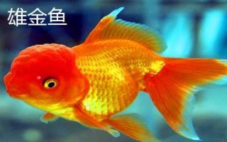 雌雄金魚如何區(qū)分，雄魚瘦長(zhǎng)、雌魚短圓