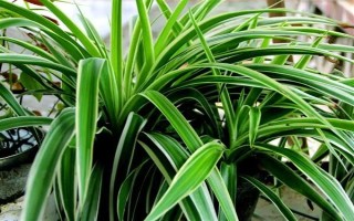吊蘭的花語，寓意低調(diào)樸素、生機(jī)勃勃等