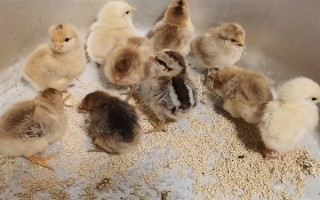小雞的飼養(yǎng)要點，根據(jù)當前日齡調(diào)整溫度