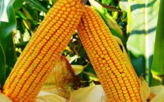 谷神玉3號玉米種子特征特性，生育期129.0天