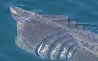 姥鯊以什么為食，以浮游生物、小型魚(yú)類(lèi)、蝦類(lèi)為食