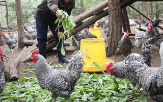 蘆花雞和普通雞有什么區(qū)別，品種、外觀均不同