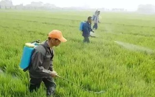 打了除草劑的地塊多久能種白菜，大概需要間隔5-7天左右