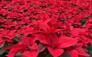 一品紅能不能凈化空氣，可吸收有害氣體并增加濕度