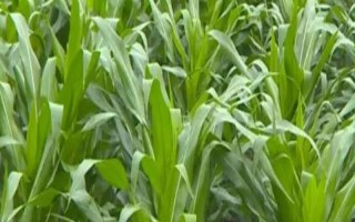 BA2650玉米品種的特性，密度4000株/畝左右