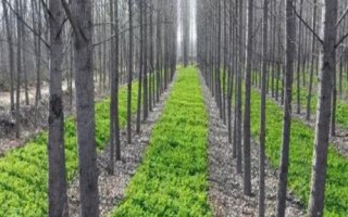 有哪些新型農(nóng)業(yè)項目，包括林下養(yǎng)殖、有機種植、休閑農(nóng)業(yè)等類型