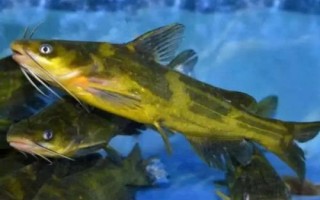 黃顙魚的產(chǎn)地，長江中下游的河流湖泊中較多