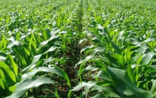 大民399玉米種子特征特性，中抗大斑病（1-5級）