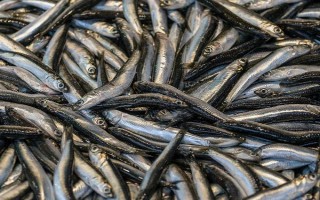 丹江口市銀魚的產(chǎn)地，產(chǎn)地主要在湖北十堰丹江口市