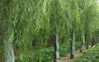 現在種植什么樹能賺錢，可種植彩葉樹種、喬木類等