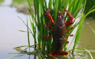 農(nóng)村養(yǎng)殖小龍蝦要注意什么，將黑魚和鱔魚作為重點(diǎn)防范對(duì)象