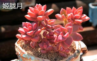 姬朧月和朧月有什么區(qū)別，前者是草本植物、后者是常綠灌木