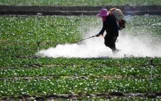 蔬菜低碳防蟲方法，可以肥治蟲、以死蟲治活蟲等