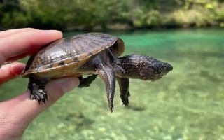 能不能用深水飼養(yǎng)烏龜，豬鼻龜、麝香龜?shù)绕贩N可以養(yǎng)在深水缸中