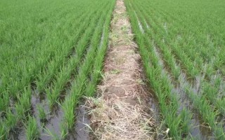 和香兩優(yōu)香妃占2號(hào)水稻種子介紹，特別注意防治白葉枯病
