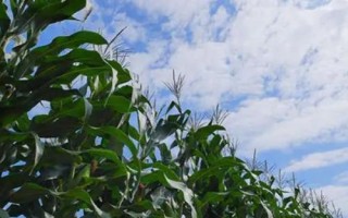 安科985玉米種簡介，適宜播種期6月上中旬