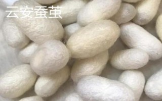 廣東省云安的特產(chǎn)，種桑養(yǎng)蠶歷史悠久