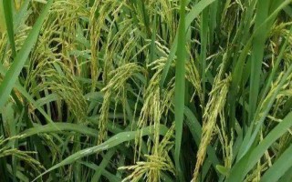 糧兩優(yōu)1378水稻品種的特性，全生育期為156.3天