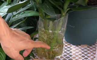 怎么養(yǎng)富貴竹，適宜生長在陰涼的環(huán)境中