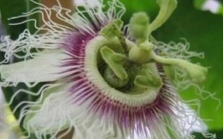 無花果有沒有花，花朵在果實(shí)里