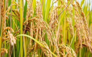 陵兩優(yōu)396水稻種子簡(jiǎn)介，全生育期115天