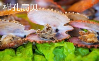 海灣扇貝的產(chǎn)地，原產(chǎn)于美國東海岸