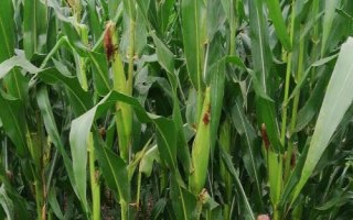 甘農(nóng)211玉米種子簡介，種植密度每畝5000株