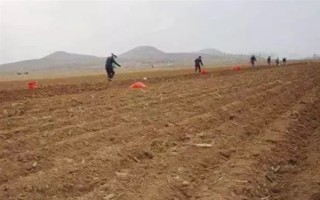 奶白菜如何種植，以條播較好