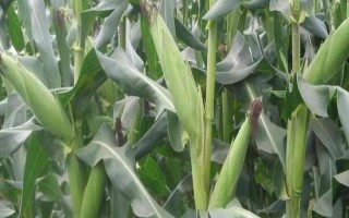 浙糯玉4號(hào)(原名:浙甜糯6681)玉米種子特點(diǎn)，中抗莖腐病