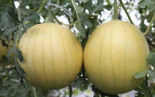 黃瓤西瓜是不是轉(zhuǎn)基因食品，是臺灣引進的稀有品種不是轉(zhuǎn)基因食品