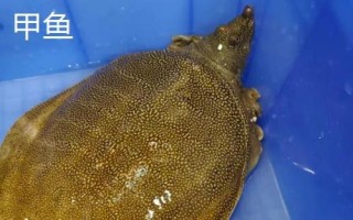 烏龜、王八、甲魚、鱉的區(qū)別，王八是烏龜和甲魚的統(tǒng)稱而甲魚是鱉的俗稱