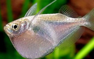 銀燕子燈魚(yú)好不好養(yǎng)，飼養(yǎng)難度比較低