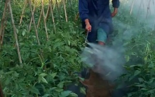 對蔬菜噴施樂果要過多久才能吃，至少要等待7天左右