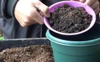 迎春花的養(yǎng)殖方法，適宜生長在10-25℃左右的環(huán)境