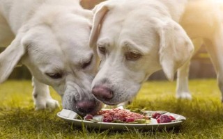 狗狗護食怎么糾正，先改變喂食方法